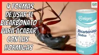 🔴 HOW TO ELIMINATE AND GET OUT OF ANTS IN YOUR HOME FOREVER? 🔴 BICARBONATE FOR ANTS