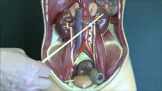 Renal Anatomy 1, Kidneys and urinary system