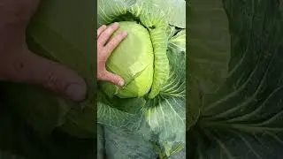 Капуста Агрессор F1