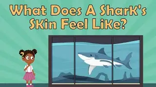 What Does A Shark's Skin Feel Like? | Shark Facts | Animal Facts For Kids | Shark Facts For Kids