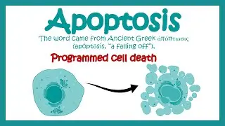 Apoptosis | Apoptosis in Pathological and Physiological context | Molecular pathway of apoptosis