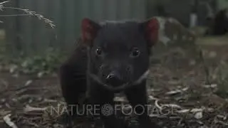 Tasmanian Devil yawning