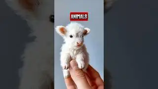 facts || you never heard of these cutest animals #facts #shorts #viralvideo