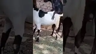 goat mating😋🔥 