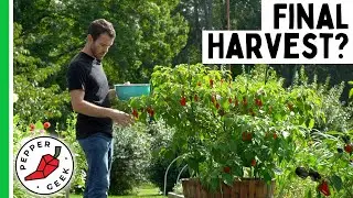 Dorset Naga Pepper - Final Harvest? - Pepper Geek