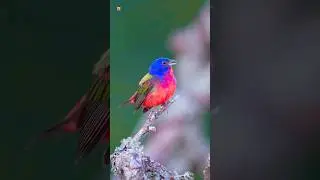 Painted bunting sound