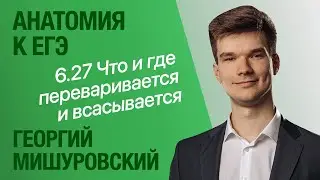 6.27. Где и что переваривается, всасывается, секретируется | Анатомия к ЕГЭ | Георгий Мишуровский