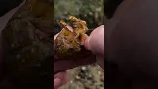 HUGE Parasite Removed From Pearl the Shrimp 