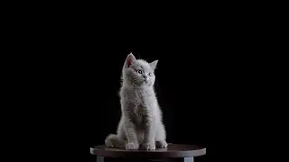 Наполнители для кошачьего туалета CAT STEP