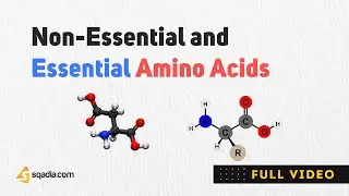 (Non) Essential Amino Acids | Structure, Classification and Metabolism | Biochemistry