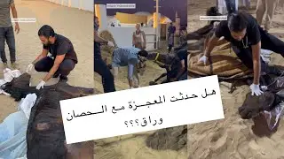 هل حدثت معجزة ربنا مع الحصان وراق؟ الجزء الثانى