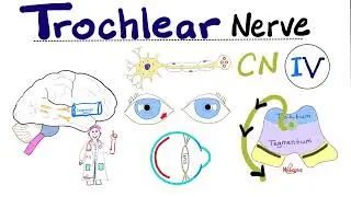 Trochlear Nerve - 4th Cranial Nerve (CN IV), Superior Oblique, Cavernous Sinus Syndrome - Neuro