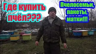 ГДЕ КУПИТЬ ПЧЁЛ, КТО ПРОДАЁТ ПЧЁЛ, ЗИМОВАЛЫЕ СЕМЬИ, ПАКЕТЫ, МАТКИ.