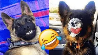 German Shepherd — Funny And Adorable Videos And Tik Toks Compilation