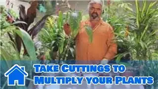 Gardening Help : How to Take Cuttings to Multiply your Plants