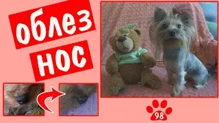ПОЧЕМУ У СОБАКИ ОБЛЕЗ НОС? Залысины на носу - причины и устранение проблемы.