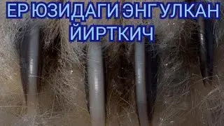 Хайвонлар хакида Энг Улкан Йирткич Ок Айиклар 