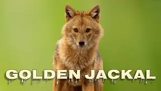 Golden jackal howl