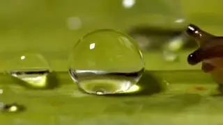 Slug shocked by water droplet