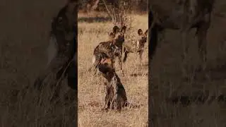 Wild Dogs: African Hunters 😍 