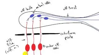 olfactory pathway DR SAMEH GHAZY