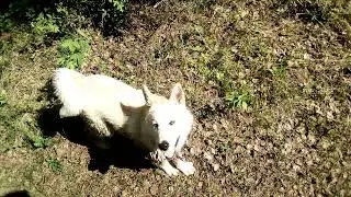 С щенком по  лесу, посмотрели кедровую шишку.