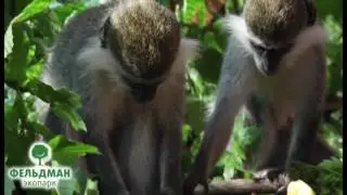 Зеленые мартышки в Фельдман Экопарк