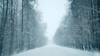 Beautiful snowstorm in the winter forest.  Sounds of falling snow for deep focus and concentration.