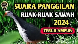 PIKAT RUAK RUAK COCOK UNTUK PAGI , SIANG , , ,MALAM HARI , SUARA KERAS