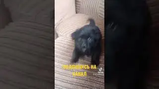 ЩЕНОК ЖАЛУЕТСЯ НА ЖИЗНЬ