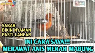 RAWATAN ANIS MERAH MABUNG VERSI WWDGK, NAH INI YA MASBRO RAWATAN SAYA, SEMIGA BERMANFAAT YAMABRO