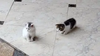 Маленькие спасенные котята впервые увидели дождь и не могут понять, что это такое