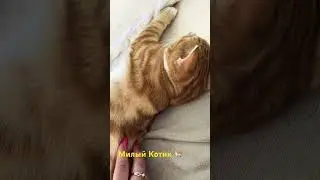 Милый Турецкий Котик 🐈🇹🇷🥰