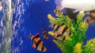 Sweet Melissa TV. Морской мир. Аквариум ВЛОГ