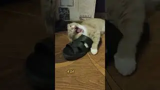 кот Семён  и тапки 