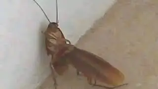 Top 5 Cockroach