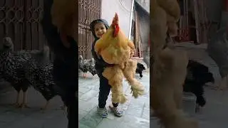 World's Biggest Chicken 🤯  #chicken #birds #rooster