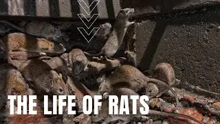 The Life of Rats