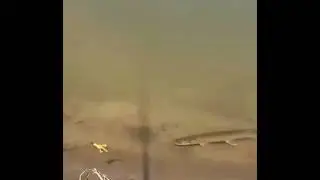 Зубаста переслідує приманку.