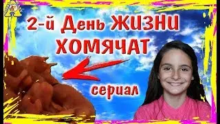 Сериал ВТОРОЙ ДЕНЬ ЖИЗНИ  Хомячат КАК ухаживать за ХОМЯЧАТАМИ / хомки / HOW TO CARE FOR HAMSTERS