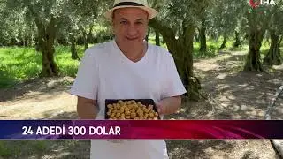 ORTADOĞU’YA ALTIN TOZLU ZETİN SATIYOR