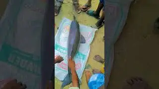 Huge Dolphin found on the bank of Bagmati river in Rautahat 😯 #dolphin #shorts