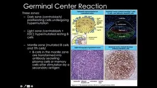 Clonal expansion: medullary chords and primary follicle