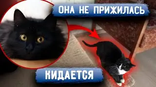 Маму слепых котят - Сильву, возвращают, из за ее поведения. Питер, откликнитесь, у нас мало времени.