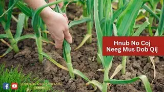 Hnub No Coj Neeg Mus Dob Qij (5/28/23) | Garlic Garden