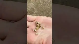 Нашли Заброшенные золотые прииски или как произвести впечатление на девушку 😅  