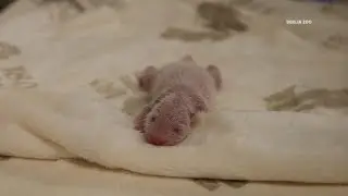 Baby Panda twins thriving at Berlin Zoo