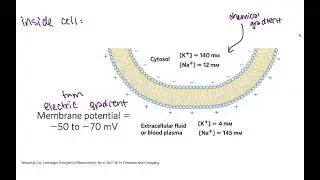 Membrane transport biochemistry - gradients, potential, & active vs passive transport