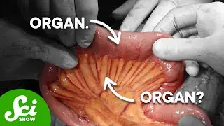 What Is An Organ?