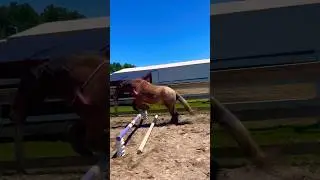 Training My Horses How To Jump!